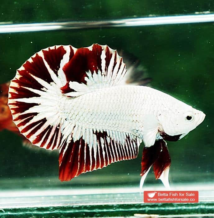Betta fish HMPK Prince of Platinum Red Dragon - Image 5