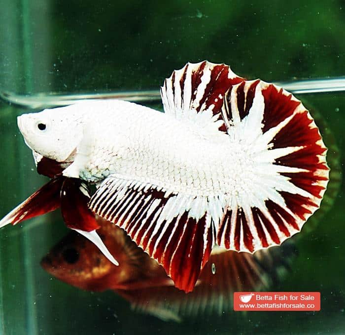 Betta fish HMPK Prince of Platinum Red Dragon - Image 2