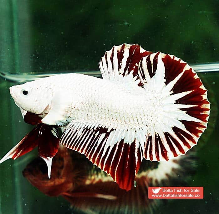 Betta fish HMPK Prince of Platinum Red Dragon - Image 6