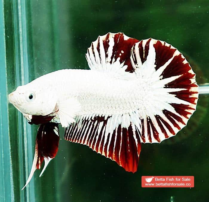Betta fish HMPK Prince of Platinum Red Dragon - Image 4