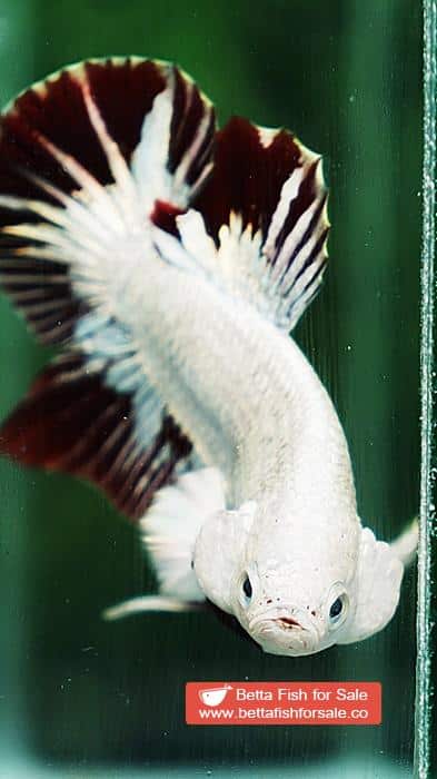 Betta fish HMPK Prince of Platinum Red Dragon - Image 7