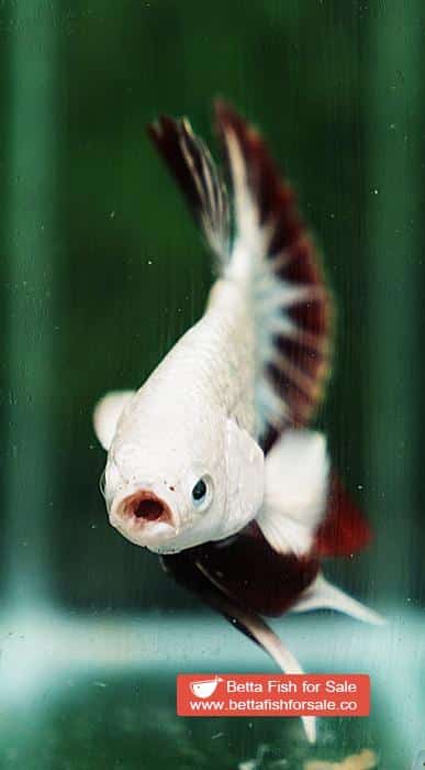 Betta fish HMPK Prince of Platinum Red Dragon - Image 8