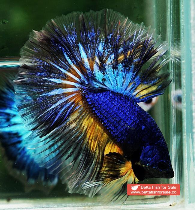 Betta fish OHM Blue Mustard Gas Sky Hawk - Image 7
