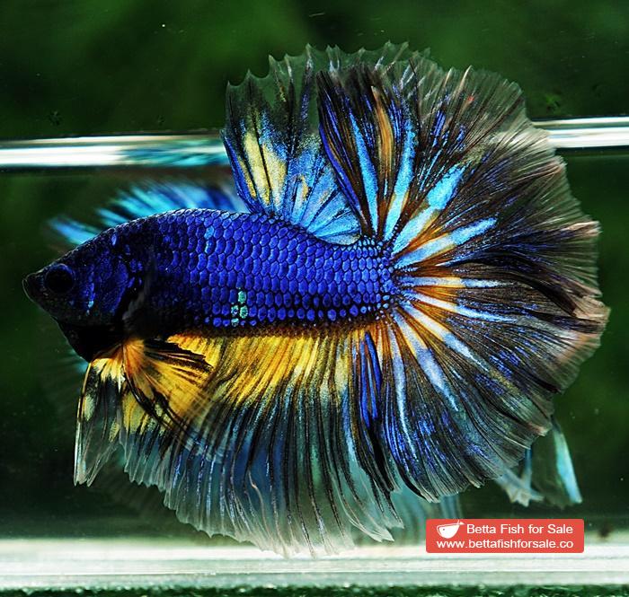 Betta fish OHM Blue Mustard Gas Sky Hawk - Image 4
