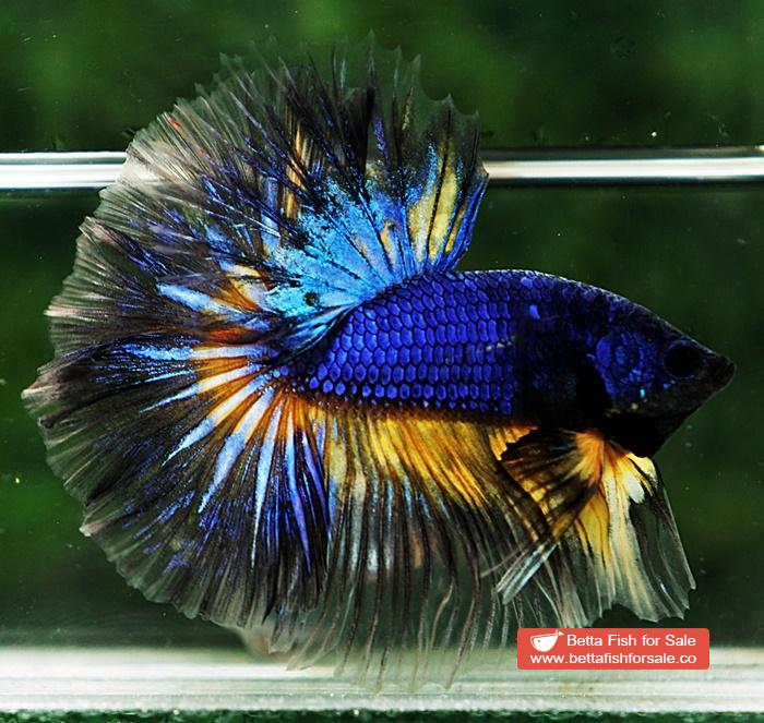 Betta fish OHM Blue Mustard Gas Sky Hawk - Image 5