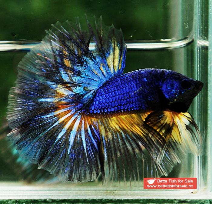 Betta fish OHM Blue Mustard Gas Sky Hawk - Image 3