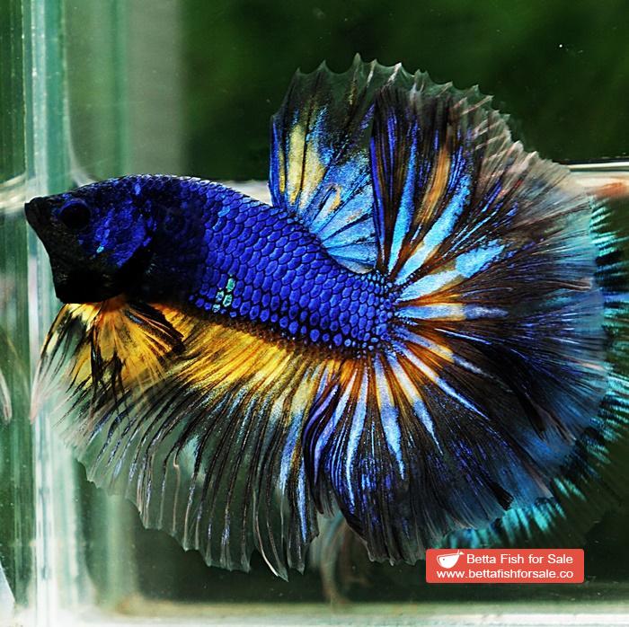 Betta fish OHM Blue Mustard Gas Sky Hawk - Image 6