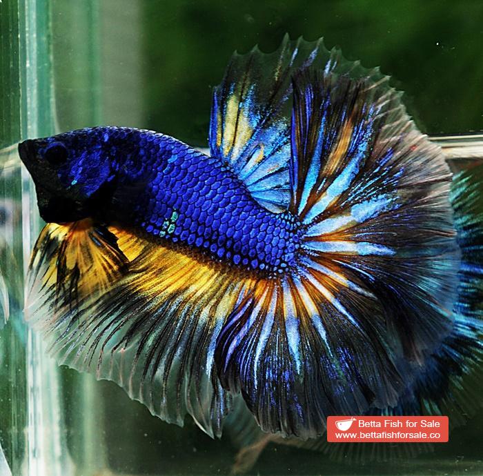 Betta fish OHM Blue Mustard Gas Sky Hawk - Image 2