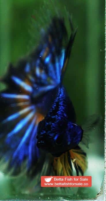 Betta fish OHM Blue Mustard Gas Sky Hawk - Image 8