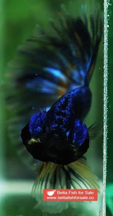 Betta fish OHM Blue Mustard Gas Sky Hawk - Image 9