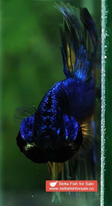 Betta fish OHM Blue Mustard Gas Sky Hawk - Image 10