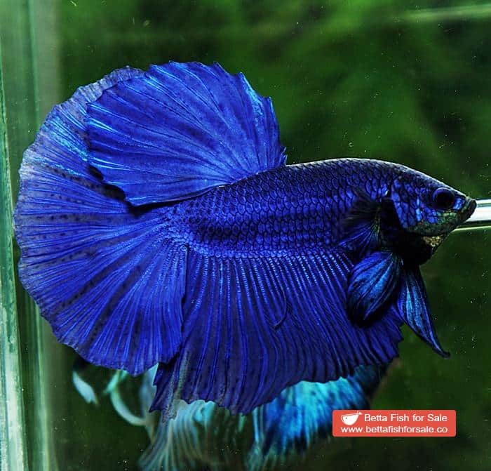 Betta fish HM Original Steel Blue - Image 2