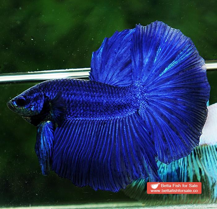Betta fish HM Original Steel Blue - Image 5