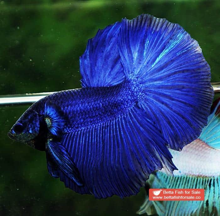 Betta fish HM Original Steel Blue - Image 3