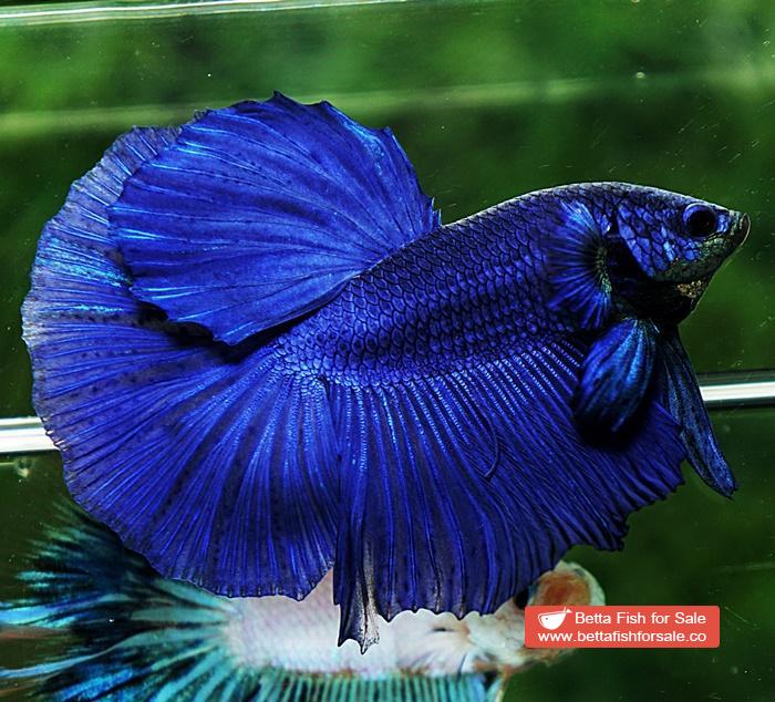 Betta fish HM Original Steel Blue - Image 4