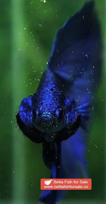 Betta fish HM Original Steel Blue - Image 6