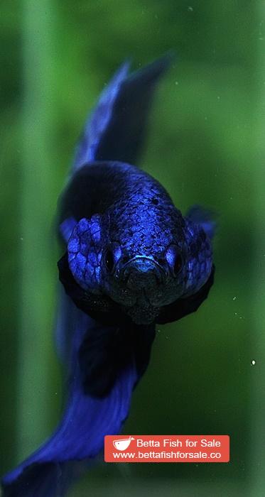 Betta fish HM Original Steel Blue - Image 7