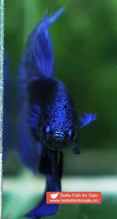 Betta fish HM Original Steel Blue - Image 8