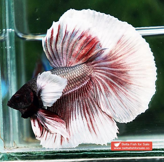 Betta fish OHM Big Red Salamander Copper Dumbo - Image 3