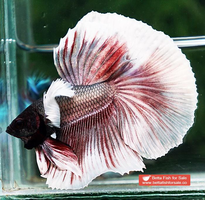 Betta fish OHM Big Red Salamander Copper Dumbo - Image 5