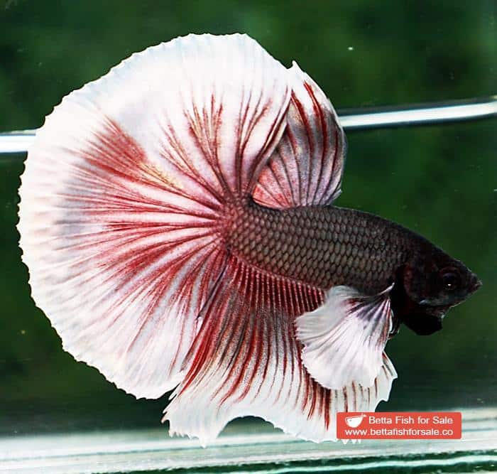 Betta fish OHM Big Red Salamander Copper Dumbo - Image 6