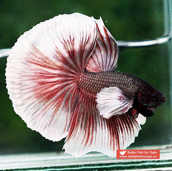 Betta fish OHM Big Red Salamander Copper Dumbo - Image 2