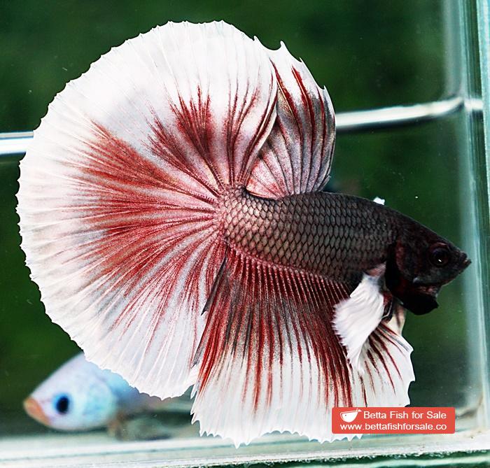 Betta fish OHM Big Red Salamander Copper Dumbo - Image 4