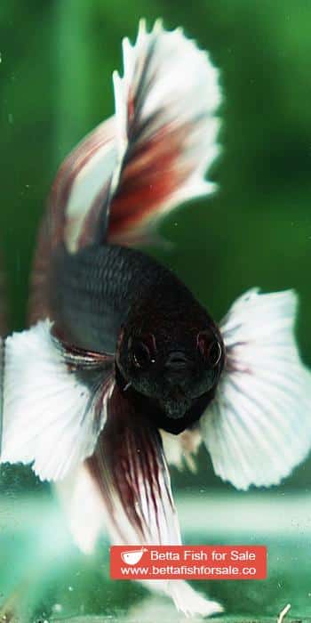 Betta fish OHM Big Red Salamander Copper Dumbo - Image 7