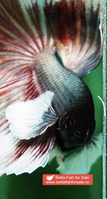 Betta fish OHM Big Red Salamander Copper Dumbo - Image 8