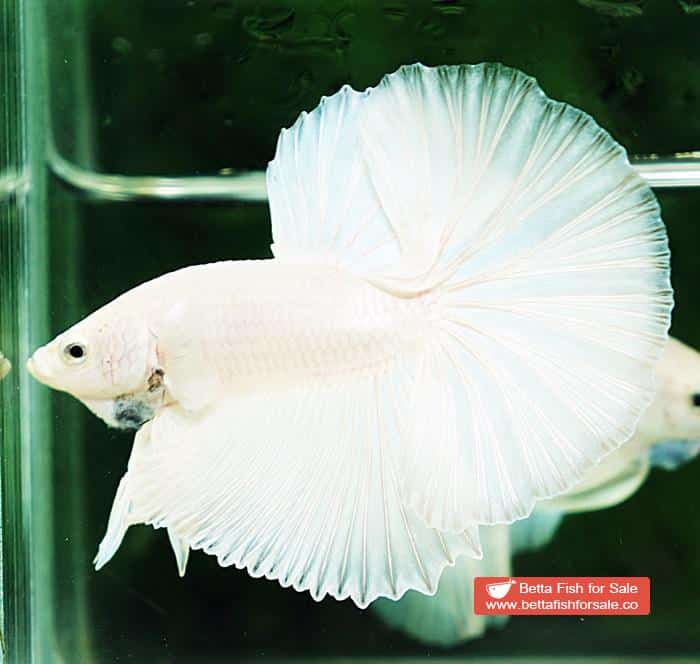 Betta fish OHM Prince of The White - Image 2