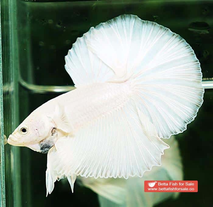 Betta fish OHM Prince of The White - Image 5