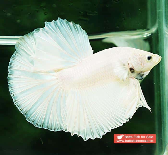 Betta fish OHM Prince of The White - Image 3