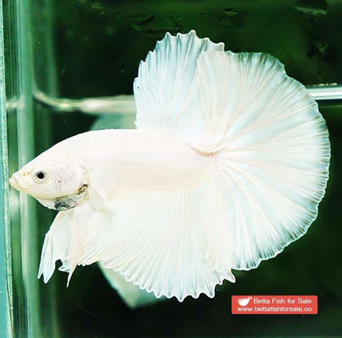 Betta fish OHM Prince of The White - Image 4