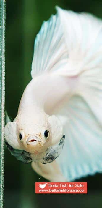 Betta fish OHM Prince of The White - Image 6