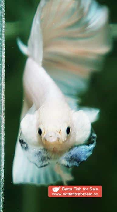 Betta fish OHM Prince of The White - Image 7