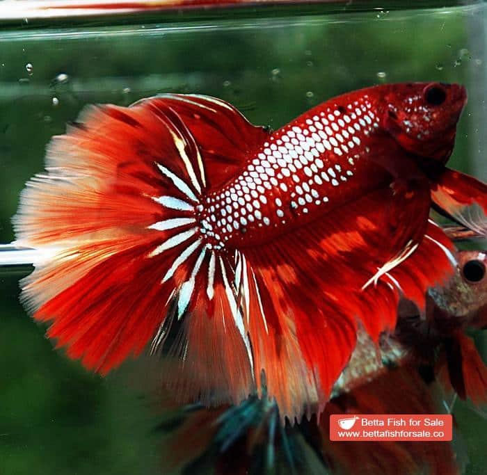 Betta fish OHM Red Samurai On Fire - Image 5