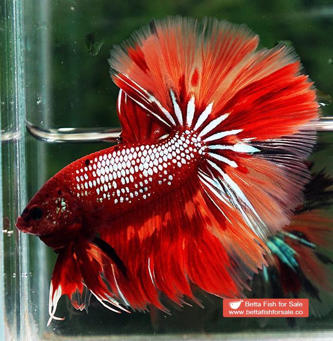 Betta fish OHM Red Samurai On Fire - Image 6