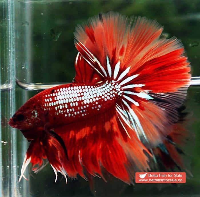 Betta fish OHM Red Samurai On Fire