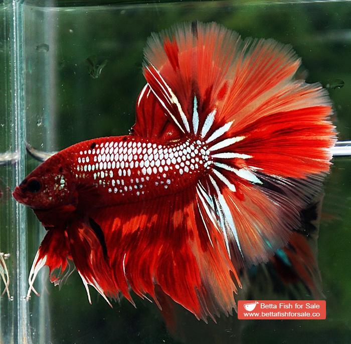 Betta fish OHM Red Samurai On Fire - Image 4