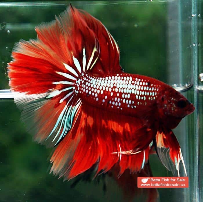 Betta fish OHM Red Samurai On Fire - Image 3