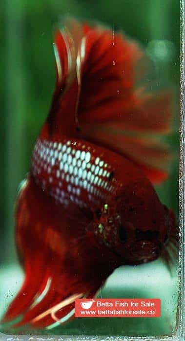 Betta fish OHM Red Samurai On Fire - Image 7