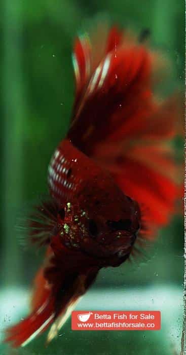 Betta fish OHM Red Samurai On Fire - Image 8
