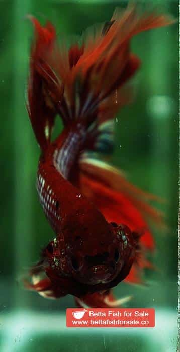 Betta fish OHM Red Samurai On Fire - Image 9