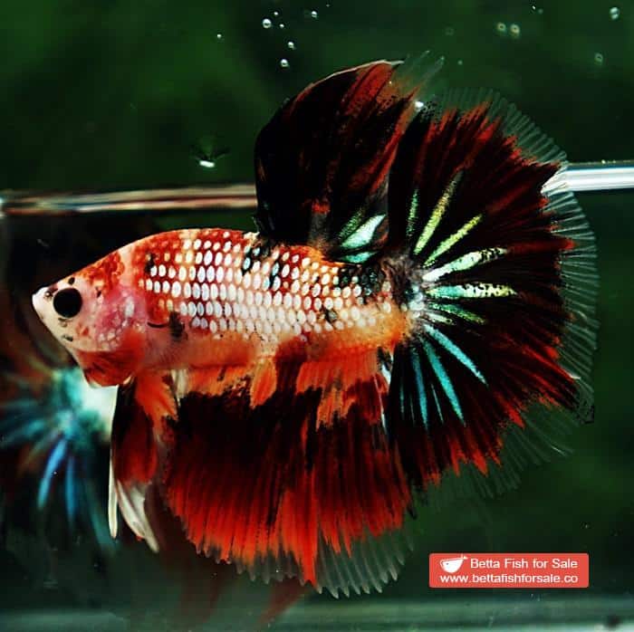 Betta fish HM Junior Devil Candy AOC - Image 4