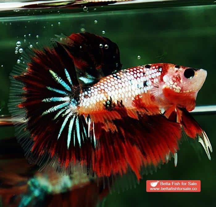 Betta fish HM Junior Devil Candy AOC - Image 5