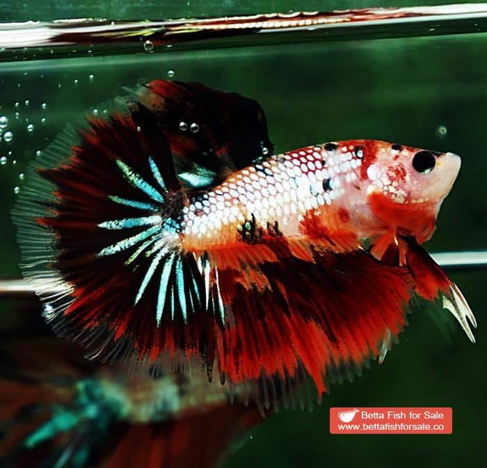 Betta fish HM Junior Devil Candy AOC - Image 3