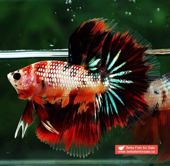 Betta fish HM Junior Devil Candy AOC - Image 2
