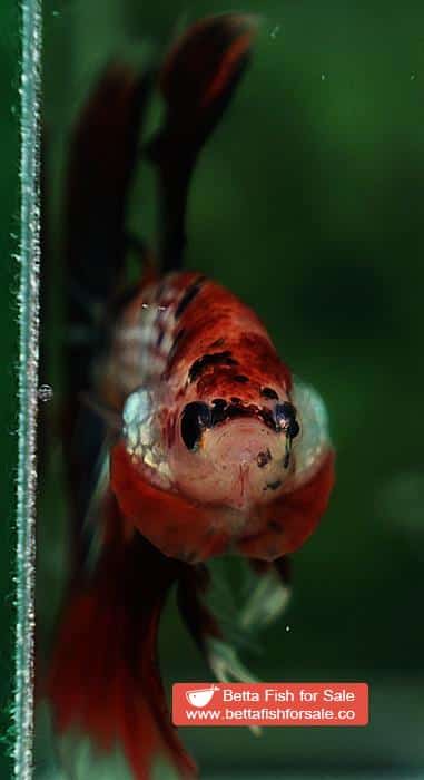 Betta fish HM Junior Devil Candy AOC - Image 6