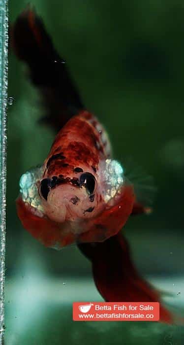 Betta fish HM Junior Devil Candy AOC - Image 7