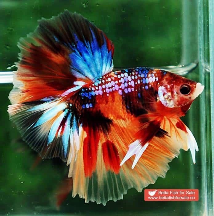 Betta fish OHM Multicolor Emerald Candy Sky Hawk Rosetail - Image 4